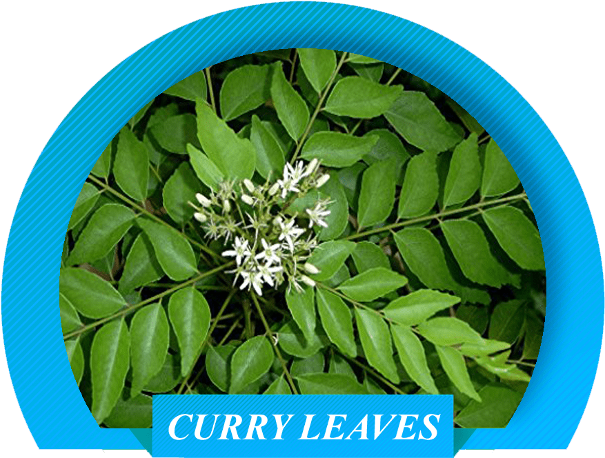 curry leaves substitute
substitute for curry leaves